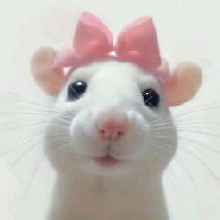 avpic