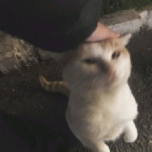 Guest_Jadefr