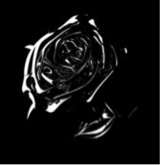 Guest_drabamericanrosed89d