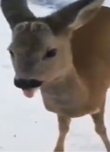 qtsd