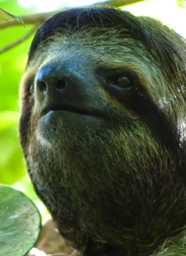 NoobSloth
