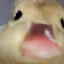 Guest_vivianeee