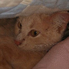 Guest_HunkyMan