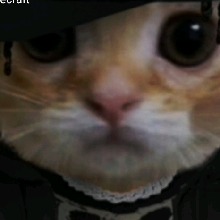Guest_Orn8
