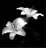 Guest_xXMoonXx2