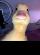 Guest_MeleahxD