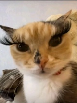 Guest_emoluvu2