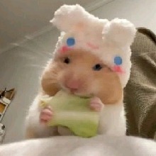 Guest_Mya797015
