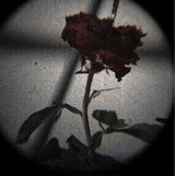 Guest_Gothbean1