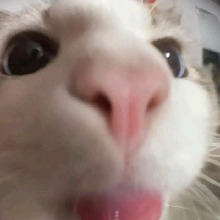 Guest_brubsaura