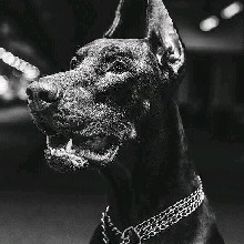 Guest_MarcossAlvess