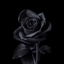 Guest_jxsxn