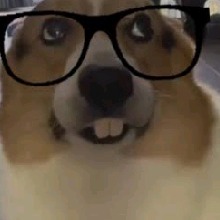 Kauze