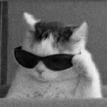 Guest_SupremoMoTo