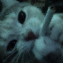 immagine avatar