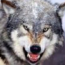 Guest_salmtwilightlaved3dd
