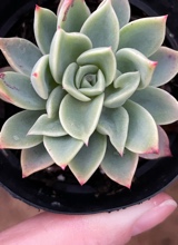 Guest_nastycathy