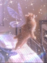 Guest_CarterCane