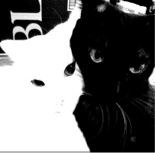 Meowzzz