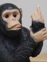 immagine avatar