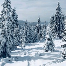 Guest_Winterbaby4