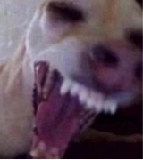 Yvmi