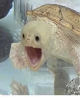 Guest_saikokittyy