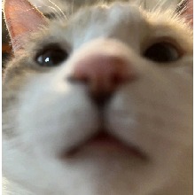 Guest_OdbkiSwiftKey