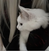 Guest_YUNXP