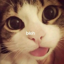 Guest_naibtuftsblueeeac