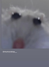 Guest_Naomi46962