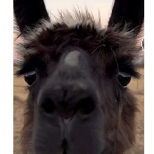 Guest_lemondarkcyanf7b6