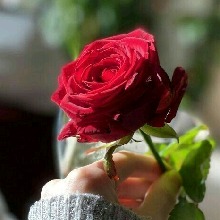 Guest_Luana415236