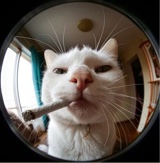 Guest_thisIsAK