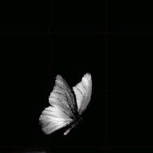 Guest_mirela395616
