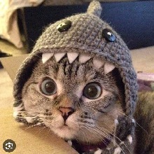 Guest_Kat4094