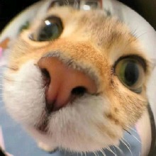 Guest_Lavynder3