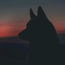 Guest_Albert98