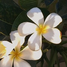 Guest_AniaChinienChetty
