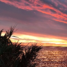 Faultier