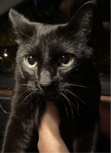 StarDustedCcAt