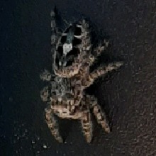 Guest_EnderOfKin
