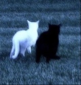 Guest_Thraxy