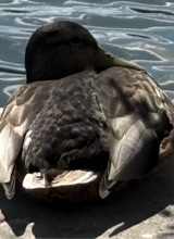 sammy35174