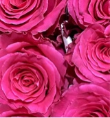 Guest_Dominiquebanks4
