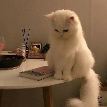 Guest_sylvia712377