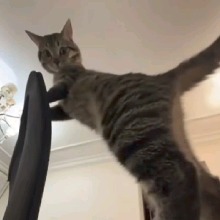elyie