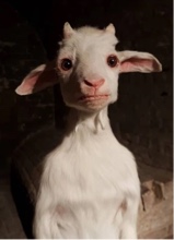 Guest_PlayyBoiGoat