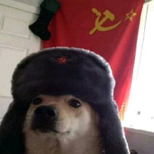 Zvko