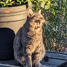 Guest_LadyMeowBitch